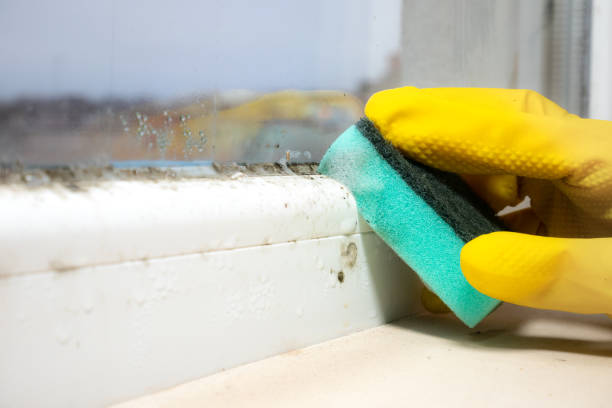 Office Mold Removal Services in Willoughby, OH